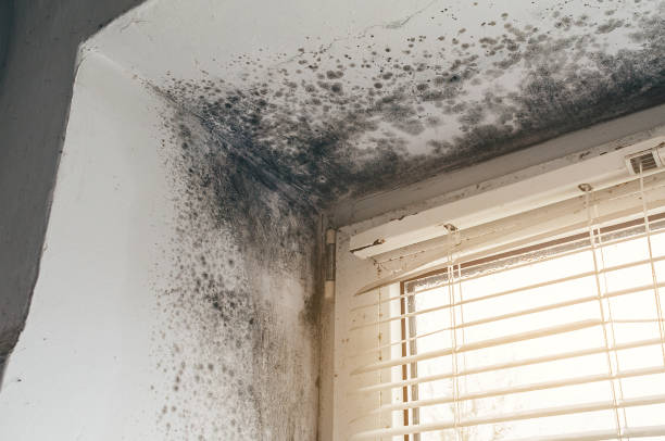 Affordable Attic Mold Remediation solutions in Madera, PA
